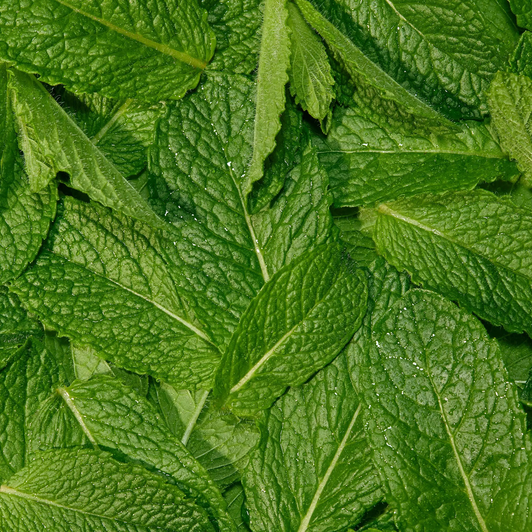 16_IngredientStacks_DrBronners_MACROMINT